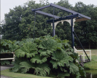 Gunnera manicata