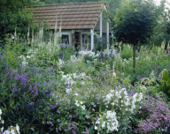 Cottage garden, Aster, Campanula, Phlox paniculata