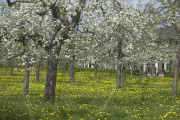 Apple orchard and dandelions