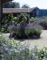 Lavandula