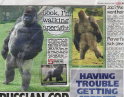 Ambam the gorilla, who walks upright like a human at Port Lympne Wild Animal Park, Kent, Britain - 26 Jan 2011