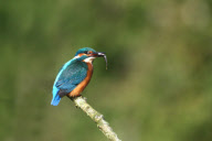 Amateur photographer spends 12 months setting up shot to capture kingfisher diving for a minnow, Swords, County Dublin, Ireland - 25 Jan 2011