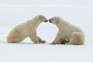 Polar bears move in symmetry as they play fight, Hudson Bay, Canada - 15 Oct 2010