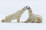 Polar bears move in symmetry as they play fight, Hudson Bay, Canada - 15 Oct 2010