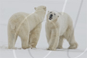 Polar bears move in symmetry as they play fight, Hudson Bay, Canada - 15 Oct 2010