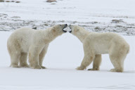Polar bears move in symmetry as they play fight, Hudson Bay, Canada - 15 Oct 2010