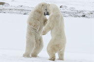 Polar bears move in symmetry as they play fight, Hudson Bay, Canada - 15 Oct 2010