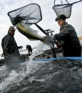 Carp fishing in preparation for traditional Czech christmas dinner, Svet pond in the south Bohemian lakes, Czech Republic - Nov 2009