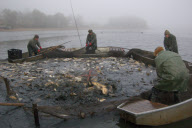 Carp fishing in preparation for traditional Czech christmas dinner, Svet pond in the south Bohemian lakes, Czech Republic - Nov 2009