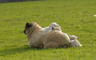Sunbathing lamb falls off mother sheep's back at Sparsholt College, Hampshire, Britain - 28 Jan 2011