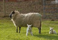 Sunbathing lamb falls off mother sheep's back at Sparsholt College, Hampshire, Britain - 28 Jan 2011