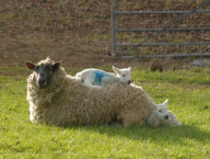 Sunbathing lamb falls off mother sheep's back at Sparsholt College, Hampshire, Britain - 28 Jan 2011