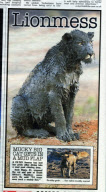 Lionesses covered in mud after chasing prey into water hole at Madikwe Game Reserve, South Africa - 14 Aug 2010