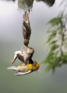 Baya Weaver birds fighting over a nest, Uran, India - 13 Sep 2009