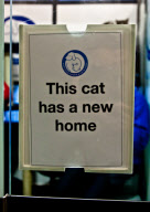 Larry the cat arriving at Downing Street, London, Britain - 15 Feb 2011