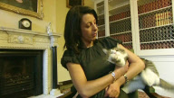 New Downing Street cat Larry claws ITV News reporter Lucy Manning