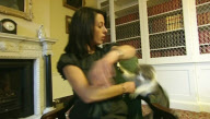 New Downing Street cat Larry claws ITV News reporter Lucy Manning