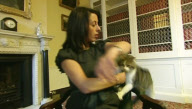 New Downing Street cat Larry claws ITV News reporter Lucy Manning