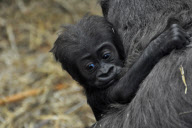 'Tiny' the baby gorilla takes his first steps, London Zoo, London, Britain - 14 Feb 2011