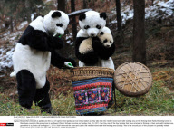 CHINA: Cub panda