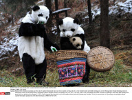 CHINA: Cub panda