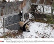 CHINA: Cub panda