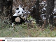 CHINA: Cub panda