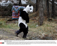 CHINA: Cub panda