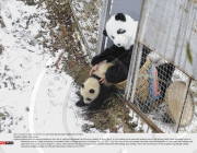 CHINA: Cub panda