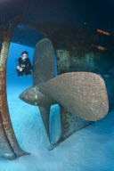 Diver Alex Mustard photographs undersea ship wrecks across world - Feb 2011