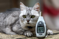 Smokey the cat, who is belived to have the loudest purr in the world, Pitsford, Northampton, Britain - 21 Feb 2011