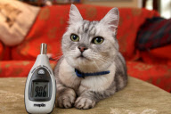 Smokey the cat, who is belived to have the loudest purr in the world, Pitsford, Northampton, Britain - 21 Feb 2011