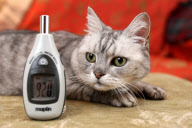 Smokey the cat, who is belived to have the loudest purr in the world, Pitsford, Northampton, Britain - 21 Feb 2011