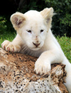 ZAMBIA-AFRICAN WHITE LION