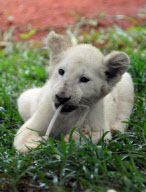 ZAMBIA-AFRICAN WHITE LION
