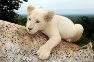 ZAMBIA-AFRICAN WHITE LION