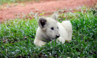 ZAMBIA-AFRICAN WHITE LION