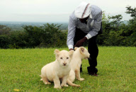 ZAMBIA-AFRICAN WHITE LION
