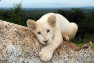 ZAMBIA-AFRICAN WHITE LION