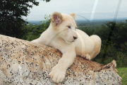 ZAMBIA-AFRICAN WHITE LION