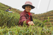 CHINA-GUANGXI-ZHAOPING-TEA PICKING (CN)