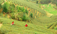 CHINA-GUANGXI-ZHAOPING-TEA PICKING (CN)