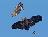 Blackbird caught by bald eagle after being dropped by red-tailed hawk, Colorado, America - 20 Jan 2011
