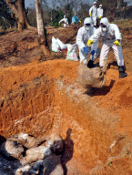 INDIA-BIRD FLU 