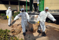 INDIA-BIRD FLU 