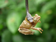 Snake eats tree frog, Ecuadorian Amazon Basin, Ecuador - Feb 2011