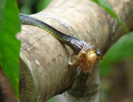 Snake eats tree frog, Ecuadorian Amazon Basin, Ecuador - Feb 2011