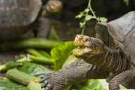 MARINE WILDLIFE