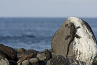 MARINE WILDLIFE