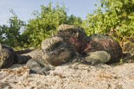 MARINE WILDLIFE